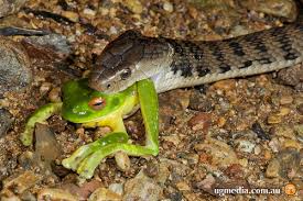 snake-frog